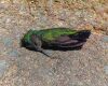 a hummingbird on ground