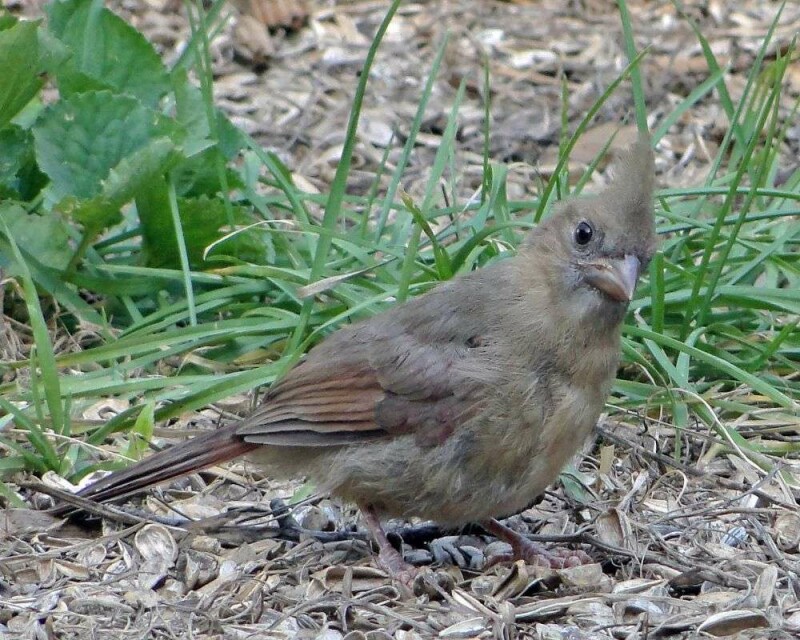 What Does a Juvenile Cardinal Look Like? & Interesting FAQs