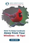How To Keep Cardinals Away from Your Windows? 15 Tips! Thumbnail