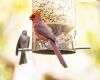 cardinals on a feeder
