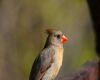 a female cardinal