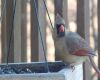 a female cardinal feeding