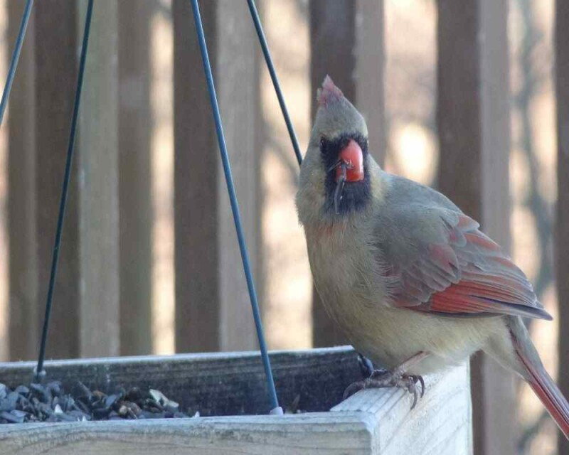 How To Keep Cardinals Away from Your Windows? 15 Tips!