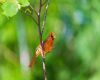 a northern cardinal