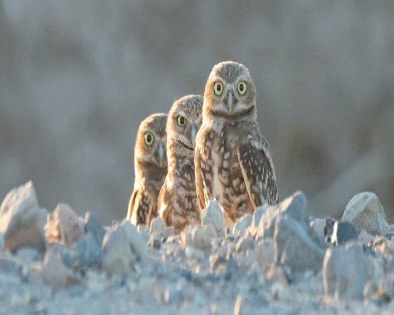 15 Birds That Could Bring You Good (Or Bad) Luck