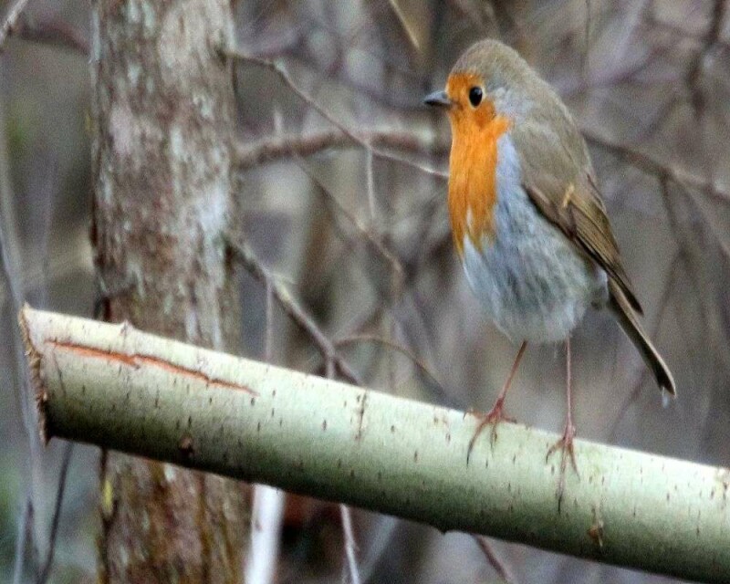 15 Birds That Could Bring You Good (Or Bad) Luck