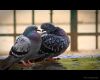 heavy pigeons