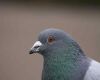 pigeon eye