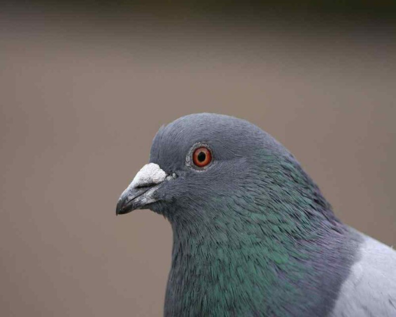 Identify Male and Female Pigeons 8 Big Differences!