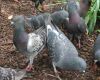 pigeon flock
