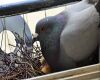 pigeon in nest