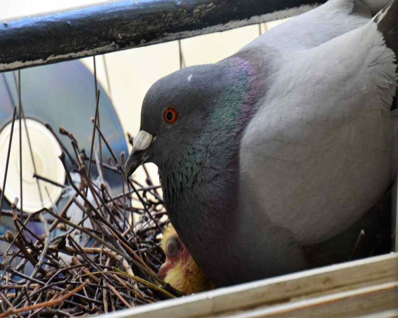 Identify Male and Female Pigeons 8 Big Differences!