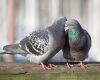 pigeons mating