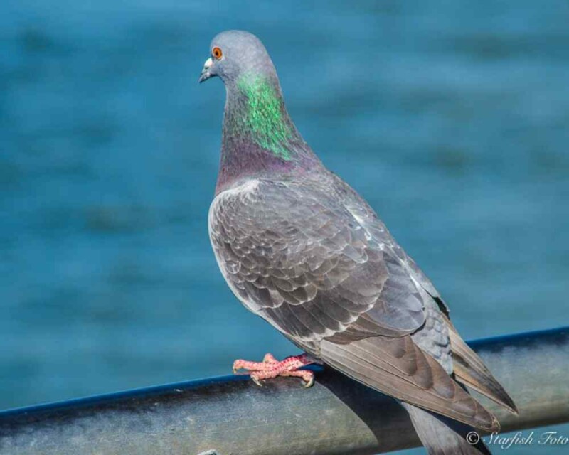 Identify Male and Female Pigeons 8 Big Differences!