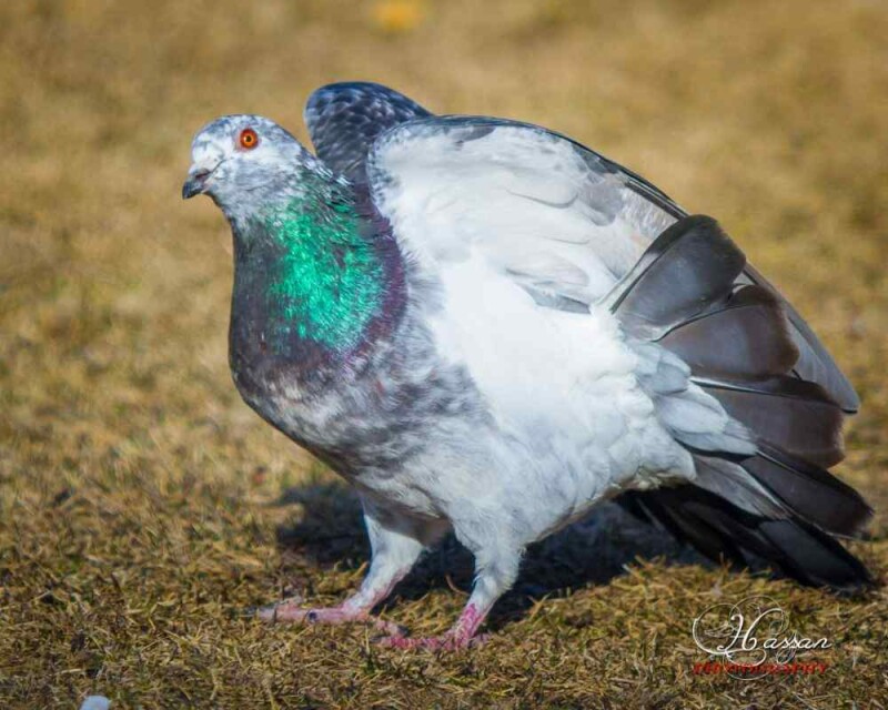 Identify Male and Female Pigeons 8 Big Differences!