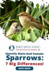 Identify Male and Female Sparrows: 7 Big Differences Thumbnail