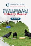 Have You Seen 2, 3, 4, 5, or 6 Crows? This Is What It Really Means! Thumbnail