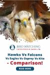 Hawks Vs. Falcons Vs. Eagles Vs. Osprey Vs. Kite - Comparison! Thumbnail