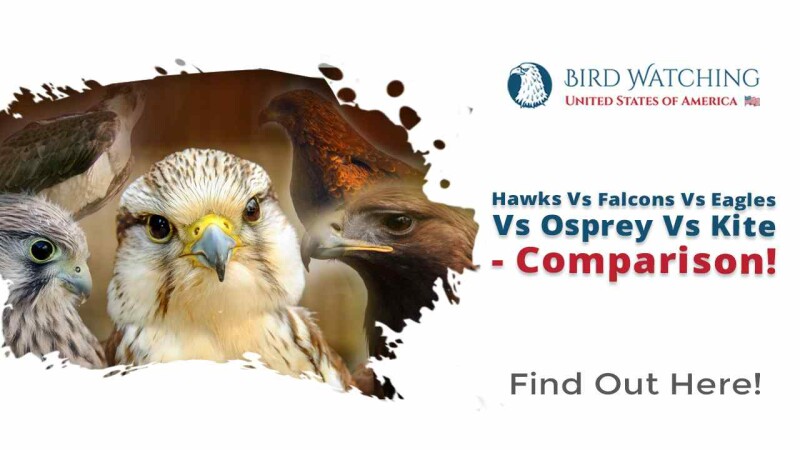Hawks Vs. Falcons Vs. Eagles Vs. Osprey Vs. Kite - Comparison!