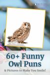 60+ Funny Owl Puns & Pictures to Make You Smile! Thumbnail