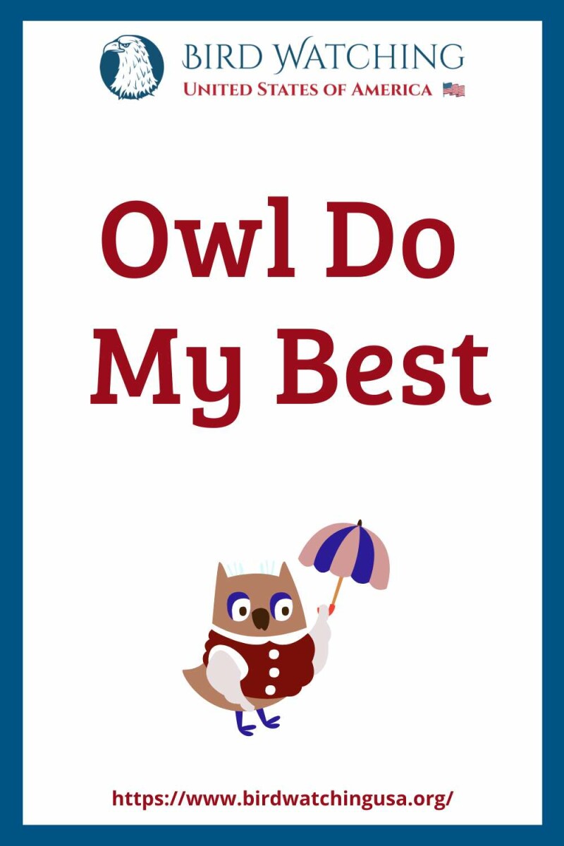 60+ Funny Owl Puns & Pictures to Make You Smile!