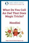 What Do You Call An Owl That Does Magic Tricks? Hoodini- an image of an owl pun