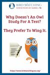 Why Doesn’t An Owl Study For A Test? They Prefer To Wing It.- an image of an owl pun