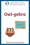 Owl-gebra- an image of an owl pun