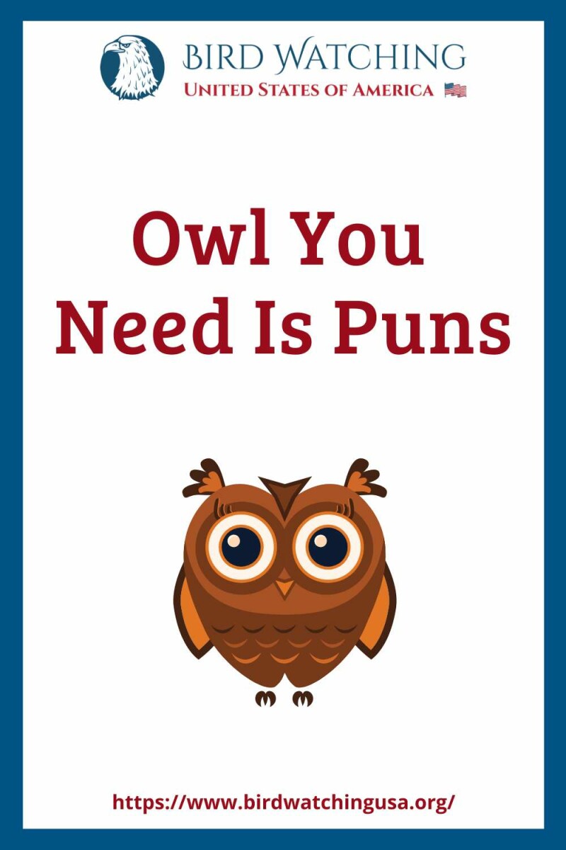60+ Funny Owl Puns & Pictures to Make You Smile!