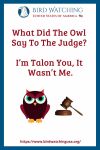 What Did The Owl Say To The Judge? I’m Talon You, It Wasn’t Me.- an image of an owl pun