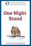 One Night Stand- an image of an owl pun