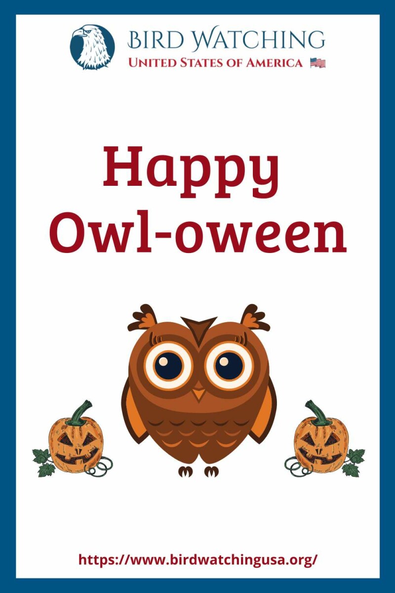 60+ Funny Owl Puns & Pictures to Make You Smile!