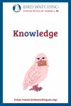 Knowledge- an image of an owl pun