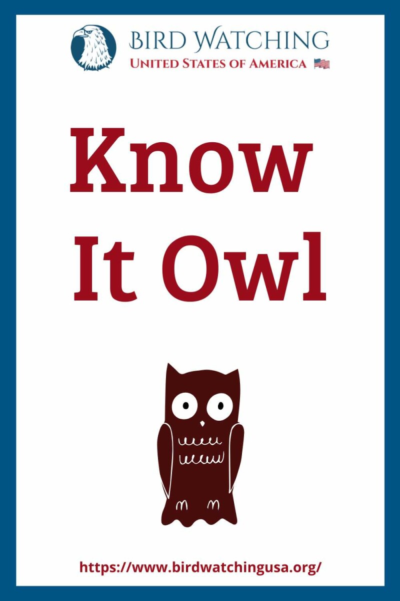 60+ Funny Owl Puns & Pictures to Make You Smile!