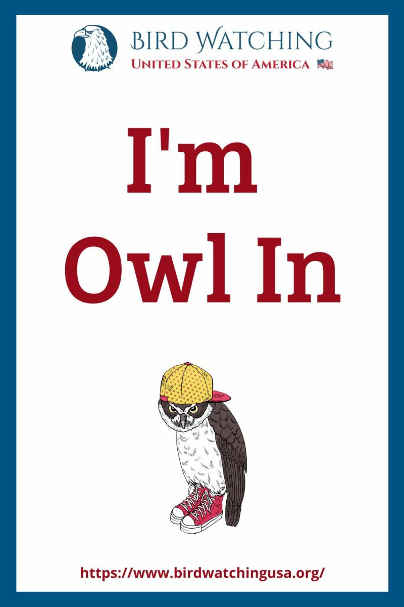 60+ Funny Owl Puns & Pictures to Make You Smile!