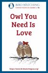 Owl You Need Is Love- an image of an owl pun
