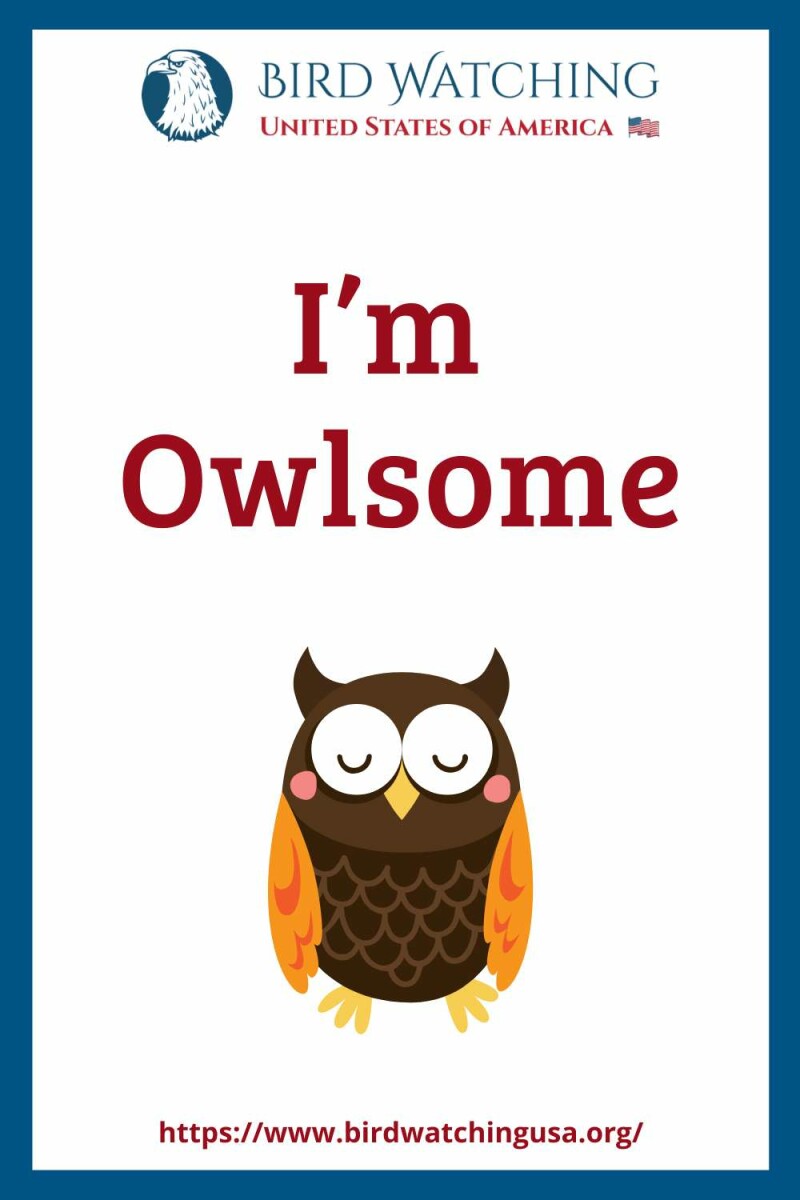 60+ Funny Owl Puns & Pictures to Make You Smile!