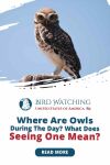 Where Are Owls During the Day? What Does Seeing One Mean? Thumbnail