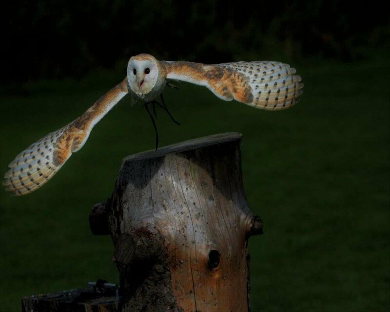 Where Are Owls During the Day? What Does Seeing One Mean?