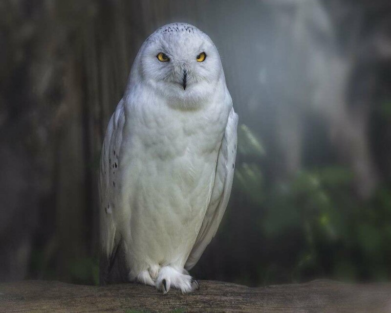 Where Are Owls During the Day? What Does Seeing One Mean?