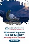 Where Do Pigeons Go at Night? Sleeping Shelter Unveiled! Thumbnail