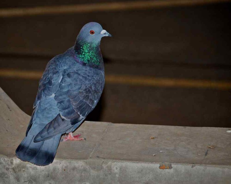 Where Do Pigeons Go at Night? Sleeping Shelter Unveiled!