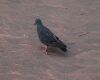 dark grey pigeon