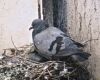 pigeon-on-nest