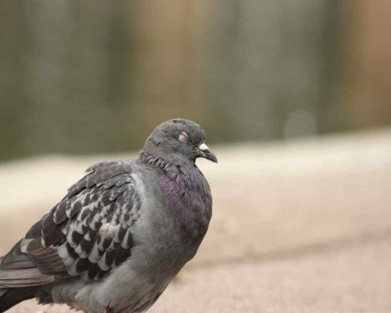 Where Do Pigeons Go at Night? Sleeping Shelter Unveiled!
