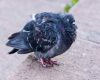 a sick pigeon sitting on a curb