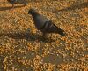 a pigeon eating corn