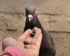 pigeon eating out of a person’s hand