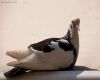 pigeon sitting flat on surface