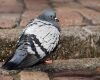 a pigeon is sitting on the ground